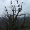 pianello-korsika-060.jpg