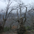 pianello-korsika-061.jpg