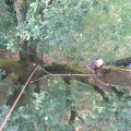 Arbol.cz - Práce na stromech v ČR - 2004-2014